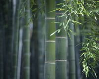 Riesenbambus - der größte winterharte Bambus