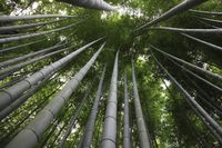 Bambus Landschaft nachwachsende Resourcen